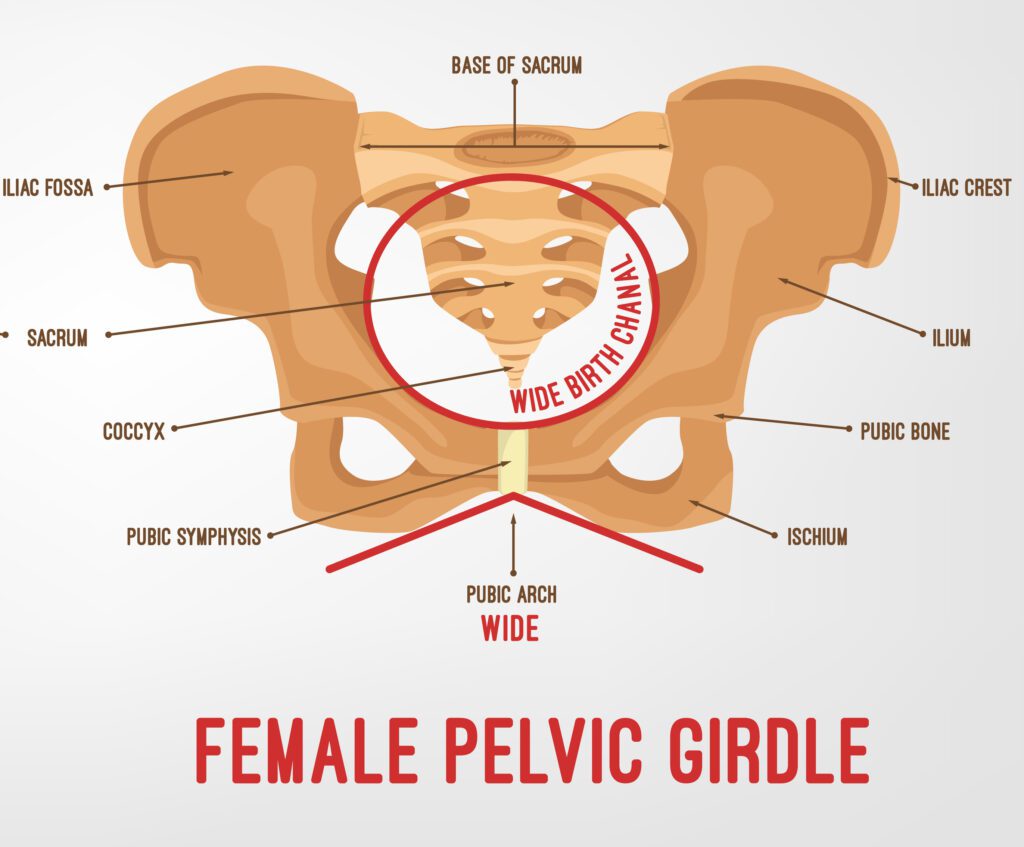 Graphic of the anatomy of a female's pelvic girdle.