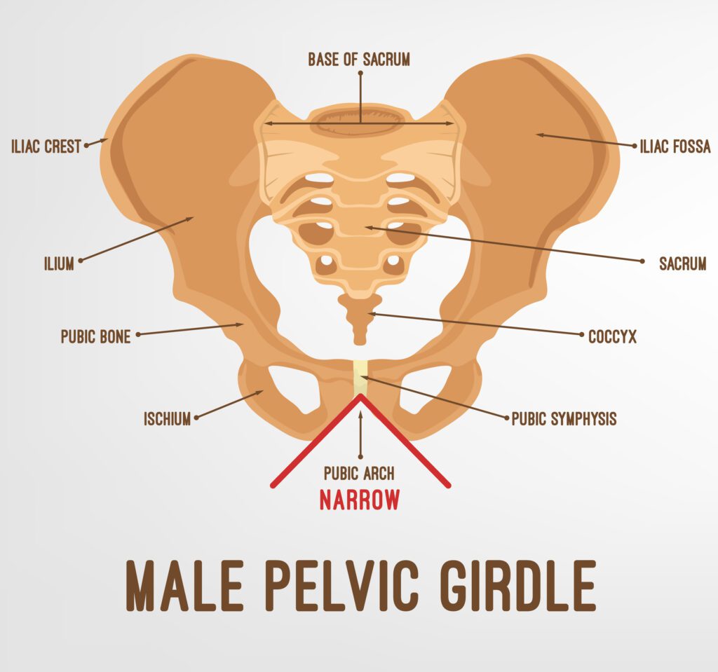 Graphic of the anatomy of a male's pelvic girdle.